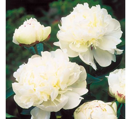 Paeonia sinensis - white