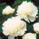 Paeonia sinensis - white
