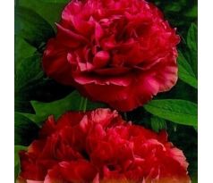 Paeonia sinensis - red