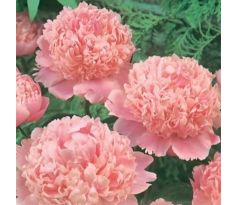 Paeonia sinensis - pink