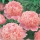 Paeonia sinensis - pink