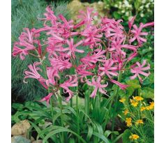 Nerine bowdenii