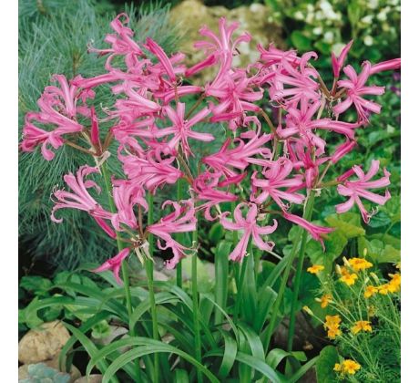 Nerine bowdenii