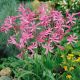 Nerine bowdenii