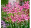 Nerine bowdenii