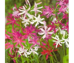 Nerine - mixed