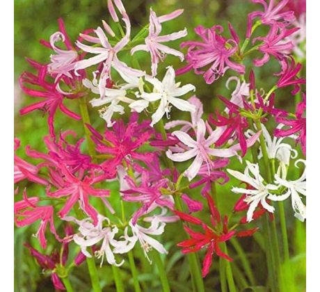 Nerine - mixed