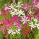 Nerine - mixed