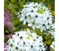 Ornithogalum saundersiae