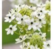 Ornithogalum saundersiae