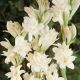 Polianthes tuberosa