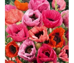 Papaver orientale mixed