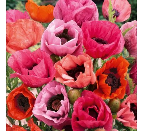 Papaver orientale mixed