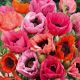 Papaver orientale mixed