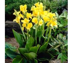 Canna Greenleaved- Richard Wallace