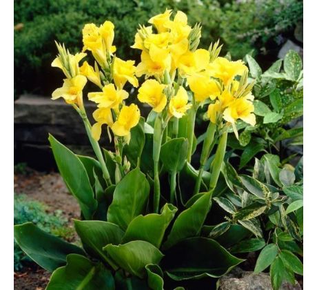 Canna Greenleaved- Richard Wallace