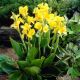 Canna Greenleaved- Richard Wallace