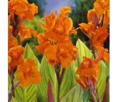 Canna indica - Pretoria