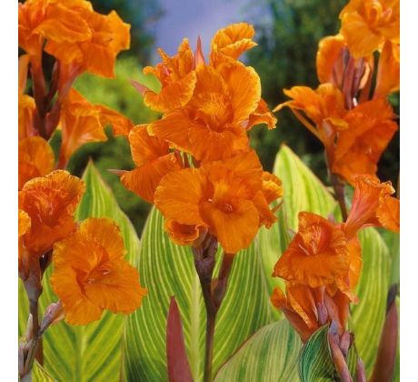 Canna indica - Pretoria