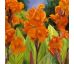 Canna indica - Pretoria