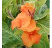 Canna indica - Pretoria