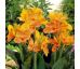 Canna Greenleaved - En Avant