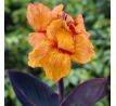 Canna Brownleawed Wyoming