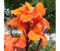 Canna Brownleawed Wyoming