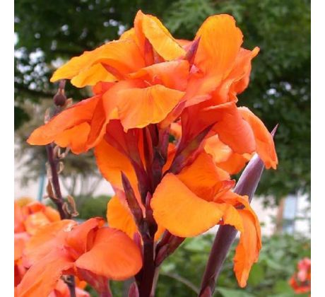 Canna Brownleawed Wyoming