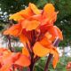 Canna Brownleawed Wyoming