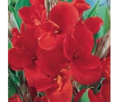 Canna Greenleaves - red