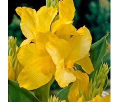 Canna Greenleaves - yellow