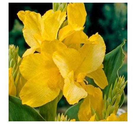 Canna Greenleaves - yellow