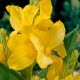 Canna Greenleaves - yellow