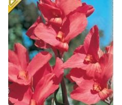 Canna Greenleaves - pink