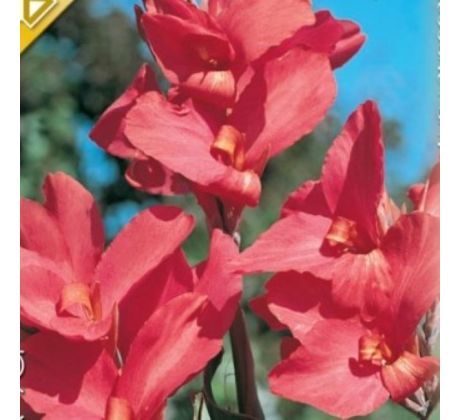 Canna Greenleaves - pink