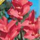 Canna Greenleaves - pink