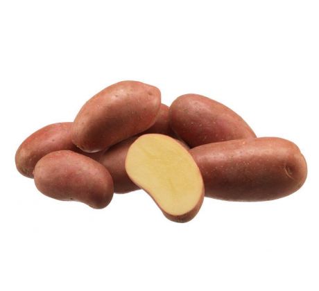 Holandské sadivo zemiakov / minihľuzy 50ks - AGOSTINO
