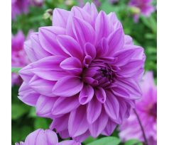 Dahlia - Lilac Time