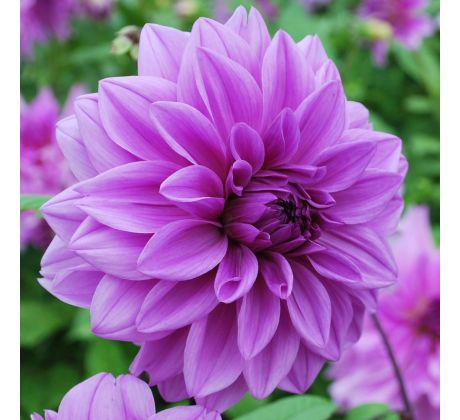 Dahlia - Lilac Time