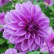 Dahlia - Lilac Time