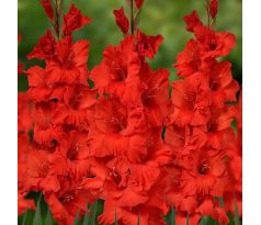 Gladiolus - Hunting Song