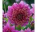 Dahlia - Mambo