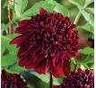 Dahlia - Soulman