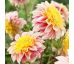 Dahlia - Polka