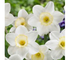 Narcissus - Frosty Snow