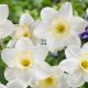 Narcissus - Frosty Snow