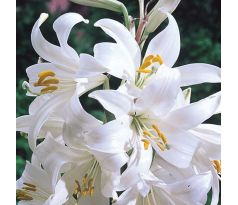 Lilium Candidum