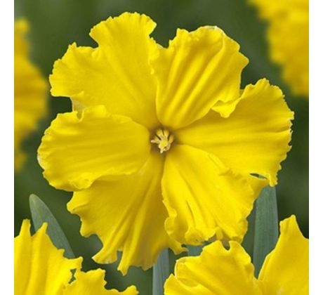 Narcissi Split Corona - Golden Disc