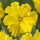 Narcissi Split Corona - Golden Disc